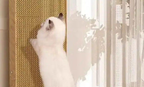 自带干粮的猫猫抓板有甲醛吗 自带干粮的猫猫抓板有甲醛吗