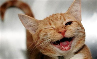 猫猫传腹的症状