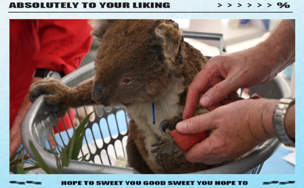 澳大利亚考拉生存堪忧,政府升级保护级别启动紧急行动 澳大利亚考拉生存堪忧,政府升级保护级别启动紧急行动