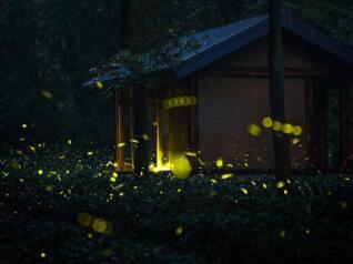 萤火虫如何养殖 萤火虫如何养殖