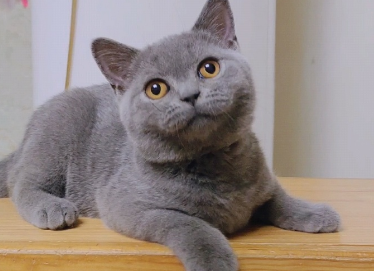 蓝猫六个月的猫多少斤正常