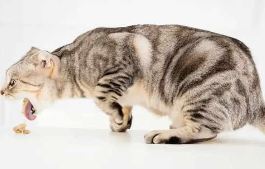 猫吃多了会呛到么