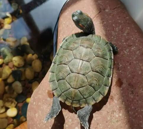 乌龟不吃食不睁眼睛不爱动是怎么回事 乌龟不吃食不睁眼睛不爱动是怎么回事