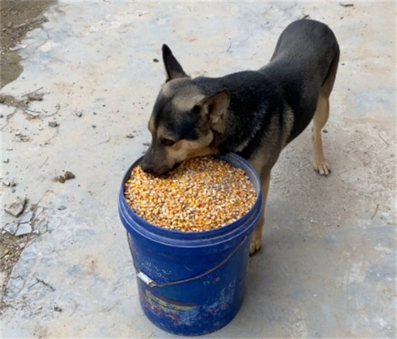 两个月的土狗一天喂几次 两个月的土狗一天喂几次