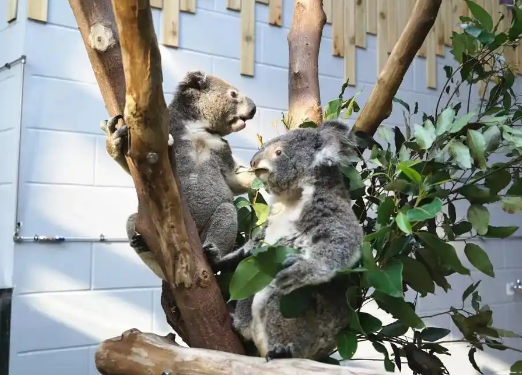 南京市红山森林动物园发长文送别考拉茉莉！网友看哭：谢谢你来过……