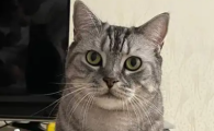 猫慢性鼻炎的最佳治疗方法