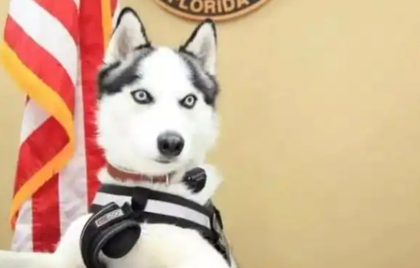 特警挑战训练哈士奇做警犬?结果警局差点被拆了 特警挑战训练哈士奇做警犬?结果警局差点被拆了