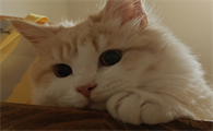 猫咪吐了一堆黄东西黄水带泡沫