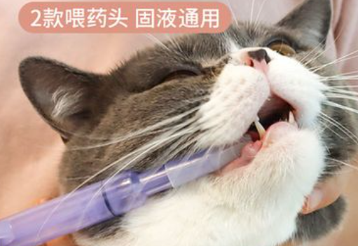 大猫日记宠物喂药怎么喂 大猫日记宠物喂药怎么喂