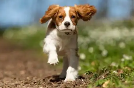 狗狗磨牙棒每天吃多久