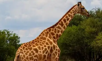 长颈鹿出汗在哪里 长颈鹿出汗在哪里