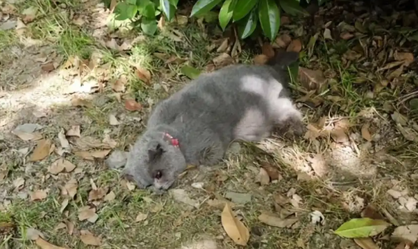 泪目！上海被虐猫带孕离世，期待最新进展