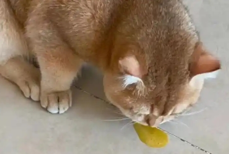 猫咪呕吐黄水是猫瘟吗