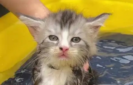 2个月小猫身上臭味怎么去除