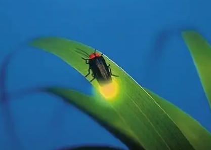 萤火虫冬眠吗 萤火虫冬眠吗
