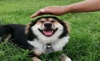 狗身上的癣怎么治