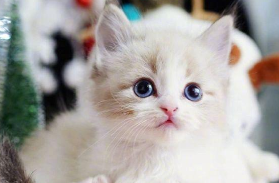 小奶猫能喝人类的豆浆吗