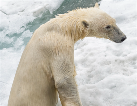 北极熊是否冬眠 北极熊是否冬眠