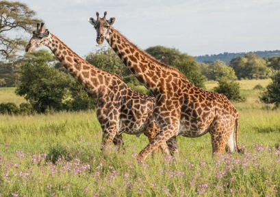 长颈鹿是属于鹿类吗 长颈鹿是属于鹿类吗