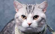 坐高铁可以带猫咪吗