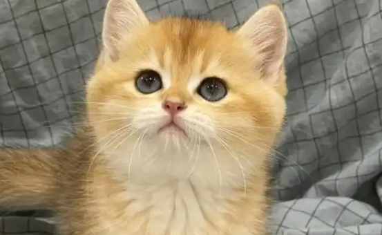 猫咪晚上嗷呜嗷呜的叫是什么意思