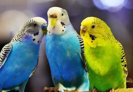 虎皮鹦鹉拉绿色稀便用啥药