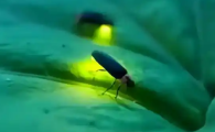 萤火虫还有吗