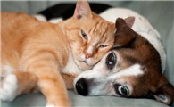猫每年都要打狂犬疫苗吗
