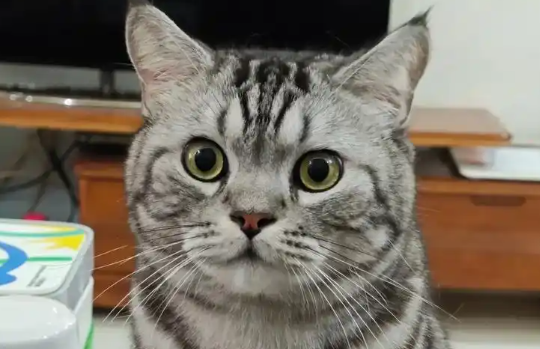 虎斑猫几个月换毛