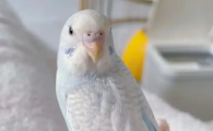虎皮鹦鹉手养训练上手
