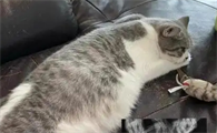 摸猫肚子怎么判断猫传腹