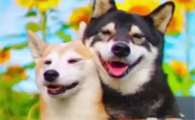 狗突然尿血吃什么消炎药