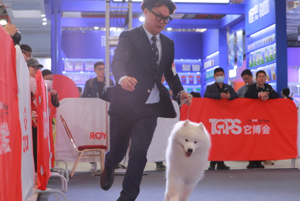 它博会宠物展迎来五周年,沉浸式体验萌宠 它博会宠物展迎来五周年,沉浸式体验萌宠