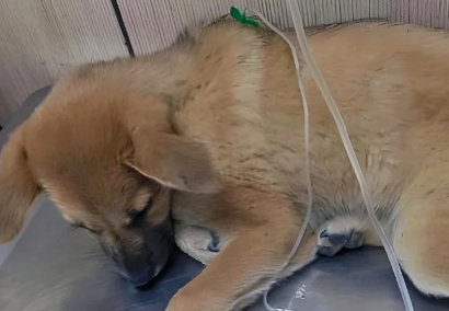 狗狗肾衰竭治愈几率 狗狗肾衰竭治愈几率