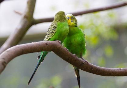 虎皮鹦鹉可以吃菠萝吗 虎皮鹦鹉可以吃菠萝吗