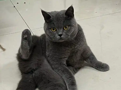 蓝猫母绝育多少钱 蓝猫母绝育多少钱
