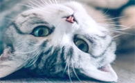 猫咪每天晚上老是叫怎么办