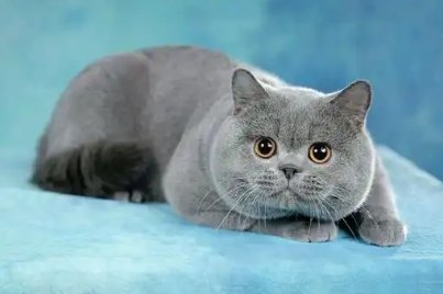 母蓝猫绝育要多久时间