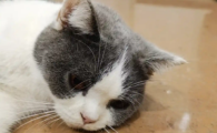 猫咪打喷嚏带血丝是怎么回事
