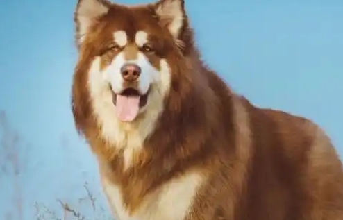 阿拉斯加犬成年后有多大