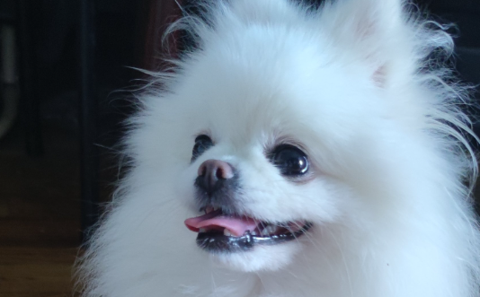 博美皮肤变黑用什么药