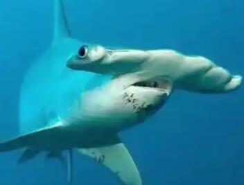 小时候的锤头鲨长啥样