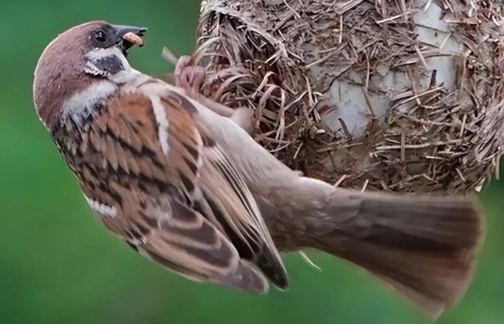 见到麻雀有什么预兆 见到麻雀有什么预兆