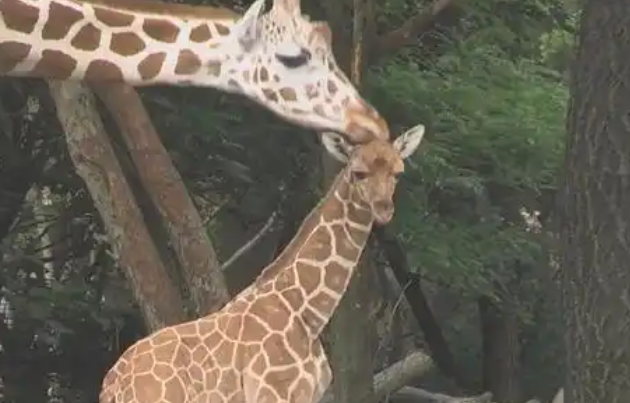 长颈鹿睡眠几个小时