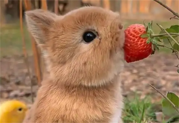 小白兔的眼睛有几种颜色 小白兔的眼睛有几种颜色