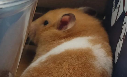 仓鼠需要尿盆吗 仓鼠需要尿盆吗