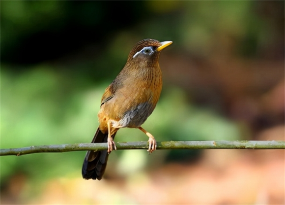 画眉鸟提性壮膘的饲料 画眉鸟提性壮膘的饲料