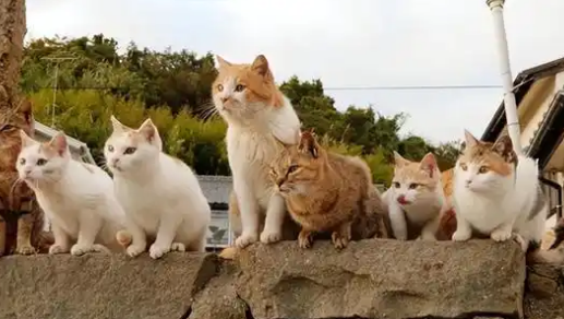 日本“猫岛”:吃光岛上老鼠后,开始自学下海捕鱼 日本“猫岛”:吃光岛上老鼠后,开始自学下海捕鱼