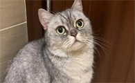 猫咪拉稀像泥浆很臭但精神很好