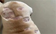 狗身上有癣能自愈吗